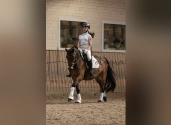 German Riding Pony, Gelding, 11 years, 14.1 hh, Brown