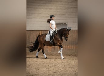 German Riding Pony, Gelding, 11 years, 14.1 hh, Brown