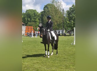 German Riding Pony, Gelding, 11 years, 14.1 hh, Brown
