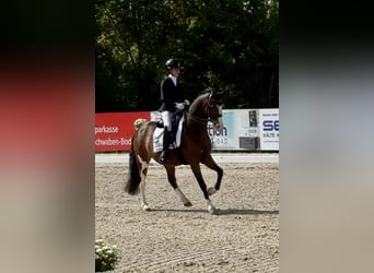 German Riding Pony, Gelding, 11 years, 14.1 hh, Brown