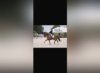 German Riding Pony, Gelding, 11 years, 14.1 hh, Chestnut-Red