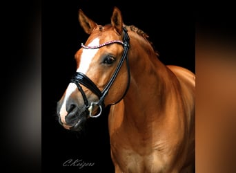 German Riding Pony, Gelding, 11 years, 14.1 hh, Chestnut-Red