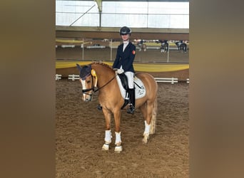 German Riding Pony, Gelding, 11 years, 14.1 hh, Chestnut-Red