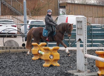German Riding Pony, Gelding, 11 years, 14.1 hh, Chestnut-Red