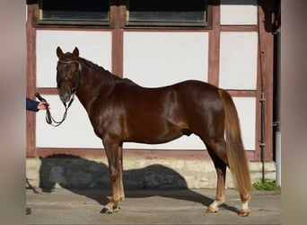 German Riding Pony, Gelding, 11 years, 14.1 hh, Chestnut-Red