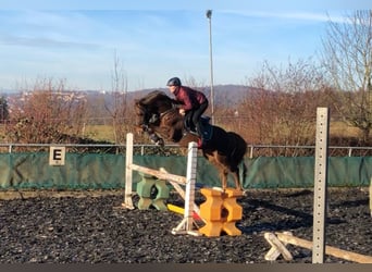 German Riding Pony, Gelding, 11 years, 14.1 hh, Chestnut-Red