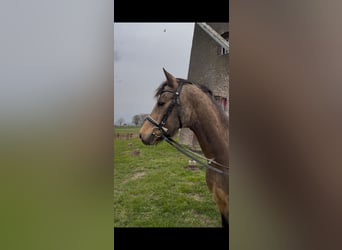 German Riding Pony, Gelding, 11 years, 14.1 hh, Dun