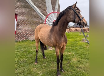 German Riding Pony, Gelding, 11 years, 14.1 hh, Dun