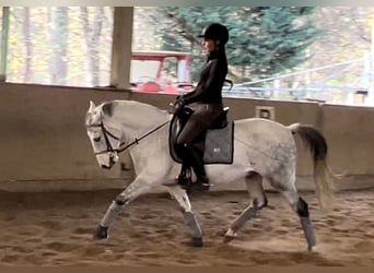 German Riding Pony Mix, Gelding, 11 years, 14.1 hh, Gray-Fleabitten