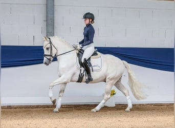 German Riding Pony, Gelding, 11 years, 14.1 hh, Gray