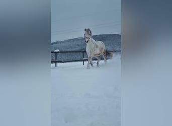 German Riding Pony, Gelding, 11 years, 14.1 hh, Grey