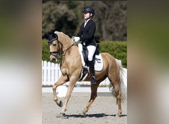 German Riding Pony, Gelding, 11 years, 14,1 hh, Palomino