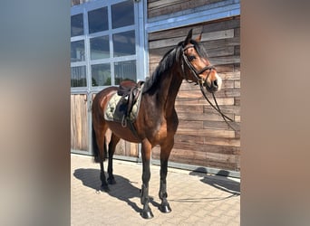 German Riding Pony, Gelding, 11 years, 14.2 hh, Bay-Dark
