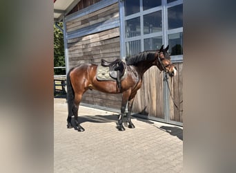 German Riding Pony, Gelding, 11 years, 14.2 hh, Bay-Dark