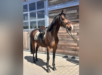 German Riding Pony, Gelding, 11 years, 14.2 hh, Bay-Dark