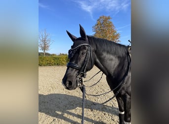 German Riding Pony, Gelding, 11 years, 14.2 hh, Black