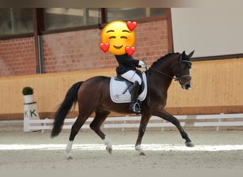 German Riding Pony, Gelding, 11 years, 14.2 hh, Brown