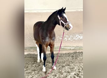 German Riding Pony, Gelding, 11 years, 14.2 hh, Brown