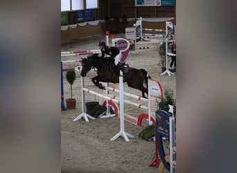 German Riding Pony, Gelding, 11 years, 14.2 hh, Brown