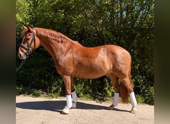German Riding Pony, Gelding, 11 years, 14.2 hh, Chestnut-Red