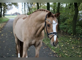 German Riding Pony, Gelding, 11 years, 14.2 hh, Chestnut-Red