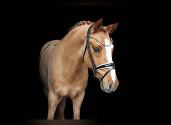 German Riding Pony, Gelding, 11 years, 14.2 hh, Chestnut-Red