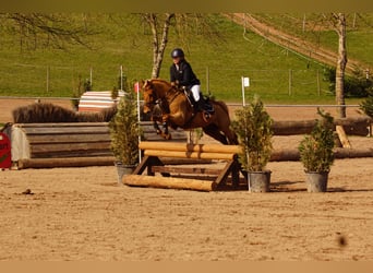German Riding Pony, Gelding, 11 years, 14.2 hh, Chestnut-Red