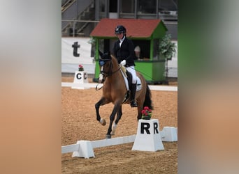 German Riding Pony, Gelding, 11 years, 14,2 hh