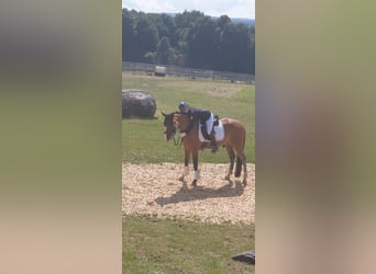 German Riding Pony, Gelding, 11 years, 14,2 hh