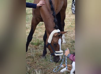 German Riding Pony, Gelding, 11 years, 14,2 hh