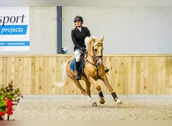 German Riding Pony, Gelding, 11 years, 14.2 hh, Palomino