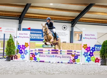 German Riding Pony, Gelding, 11 years, 14.2 hh, Palomino