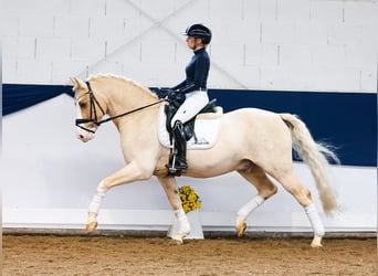 German Riding Pony, Gelding, 11 years, 14,2 hh, Palomino