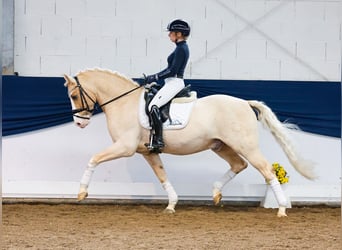 German Riding Pony, Gelding, 11 years, 14,2 hh, Palomino