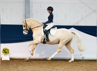 German Riding Pony, Gelding, 11 years, 14,2 hh, Palomino