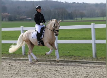 German Riding Pony, Gelding, 11 years, 14.2 hh, Palomino
