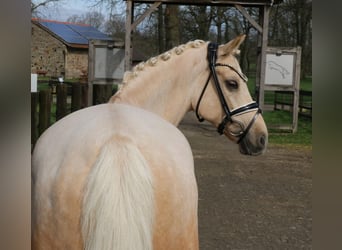 German Riding Pony, Gelding, 11 years, 14.2 hh, Palomino