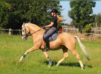 German Riding Pony, Gelding, 11 years, 14.2 hh, Palomino