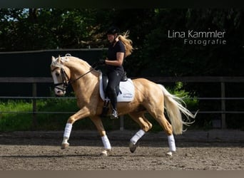 German Riding Pony, Gelding, 11 years, 14.2 hh, Palomino