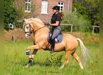 German Riding Pony, Gelding, 11 years, 14.2 hh, Palomino
