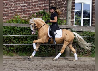 German Riding Pony, Gelding, 11 years, 14.2 hh, Palomino