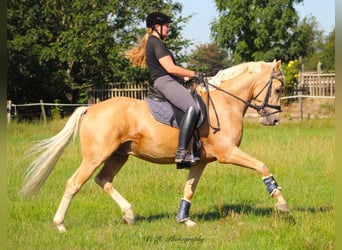 German Riding Pony, Gelding, 11 years, 14.2 hh, Palomino