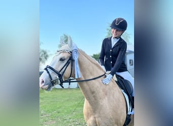 German Riding Pony, Gelding, 11 years, 14.2 hh, Palomino