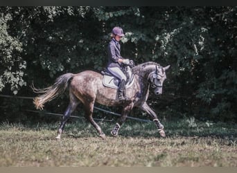 German Riding Pony, Gelding, 11 years, 14.3 hh, Gray-Dapple