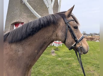 German Riding Pony, Gelding, 11 years, 14,1 hh, Dun