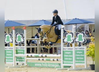 German Riding Pony, Gelding, 11 years, 14,1 hh, Palomino