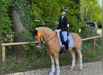 German Riding Pony, Gelding, 11 years, 14,1 hh, Palomino