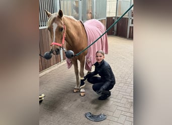 German Riding Pony, Gelding, 11 years, 14,1 hh, Palomino