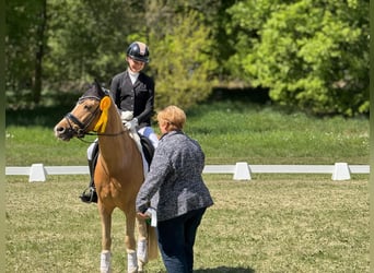 German Riding Pony, Gelding, 11 years, 14,1 hh, Palomino