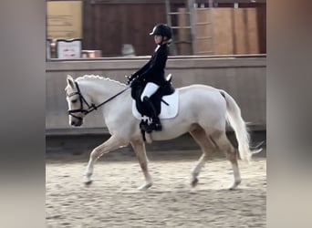 German Riding Pony, Gelding, 11 years, 14,1 hh, Palomino